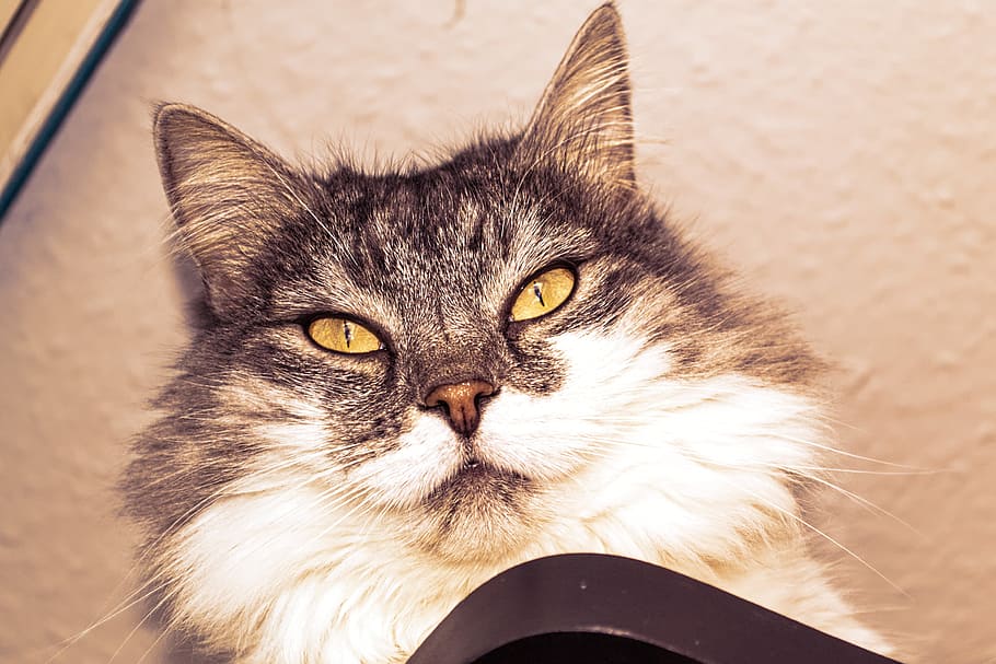 cat, face, eyes, cat face, animal, view, wuschelig, slice breezes HD wallpaper