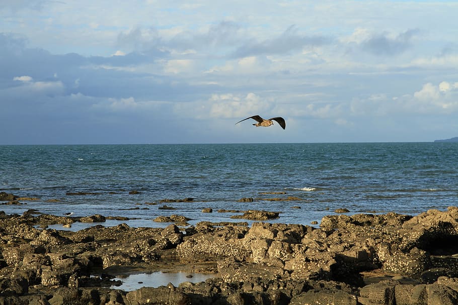 Sea, Bird, Coast, Ocean, Blue, sky, outdoor, sunny, summer HD wallpaper