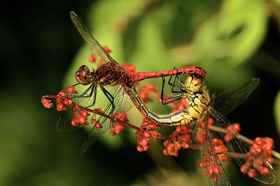 close up photography of two dragonflies, shallow focus photography of red and yellow dragonflies HD wallpaper