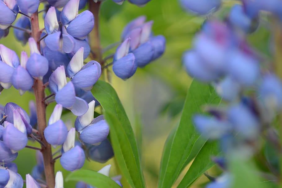 flower, close-up, spring, flowering plant, beauty in nature HD wallpaper