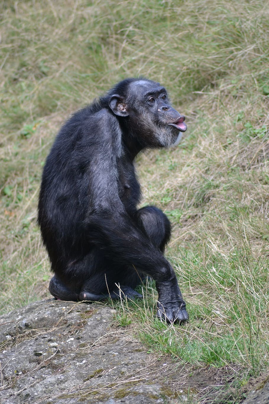 chimpanzee, monkey, zoo, ape, primate, cheeky, animal world HD wallpaper