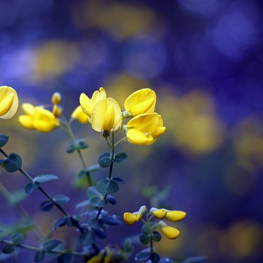 yellow petaled flowers, nature, spring, yellow flower, field HD wallpaper