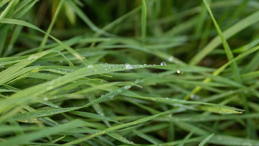 grass, moist, wet, rain, drop, green, nature, spring, summer HD wallpaper