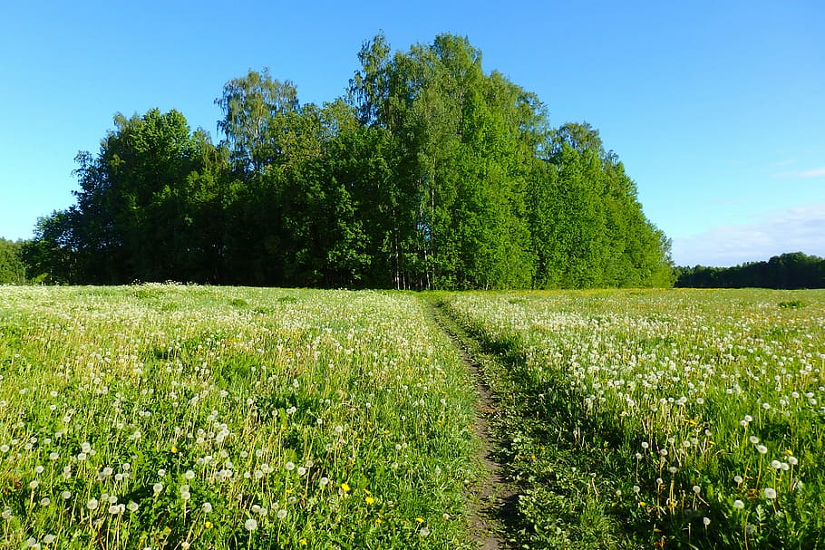 path, sunlight, forest, nature, trees, countryside, rural, field path HD wallpaper