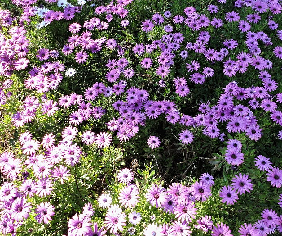 Garden, Flowers, Daisies, Spring, flower garden, floral, gardening HD wallpaper