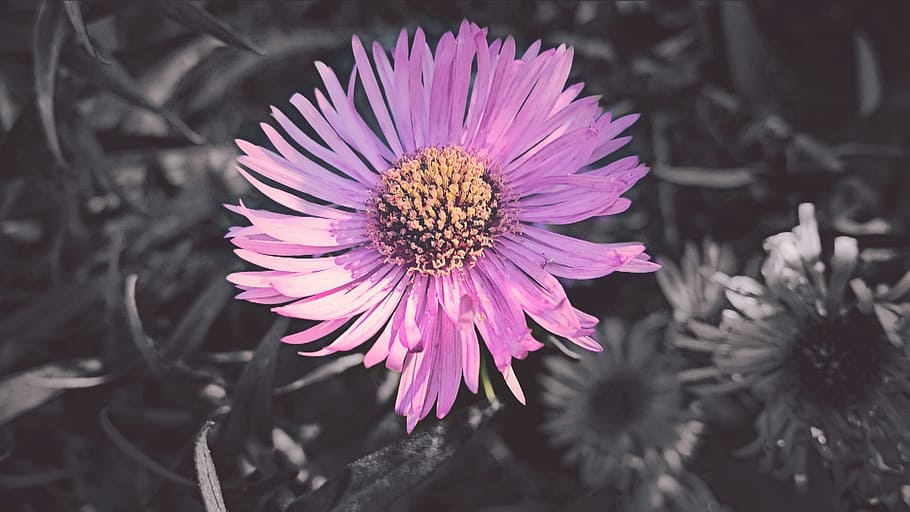 flower, pink, color, creative, nature, flowers photography HD wallpaper