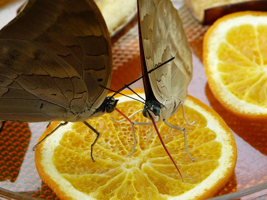 Butterfly, Suck, Proboscis, Insect, animal, food and drink HD wallpaper