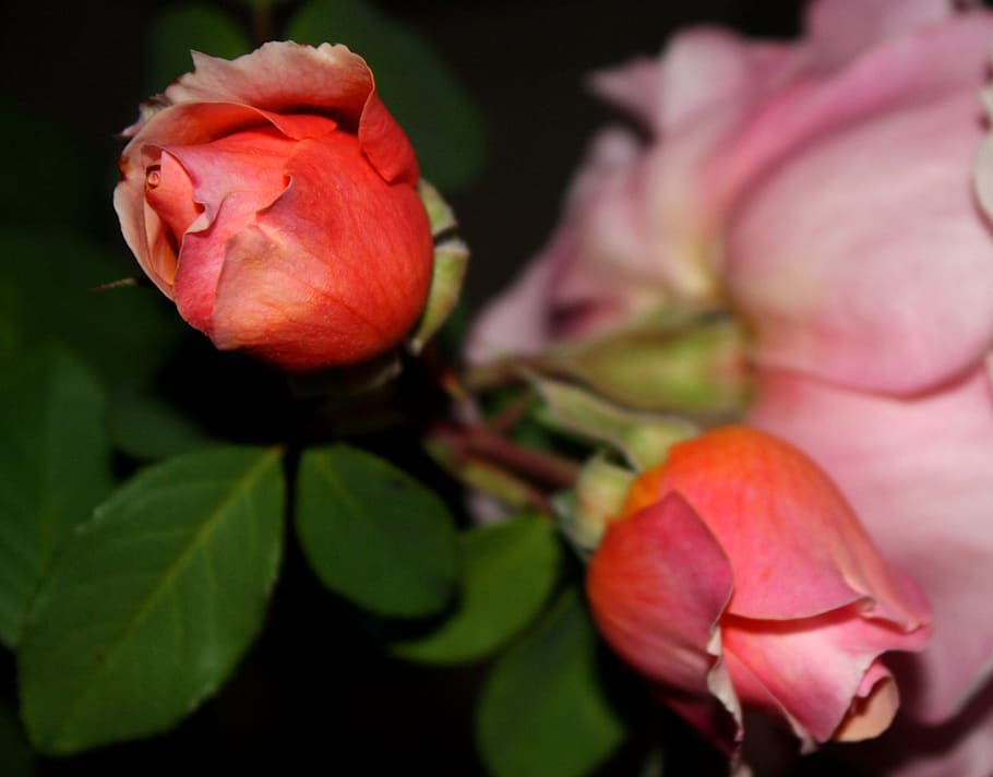 rosebuds, flowers, pink flower, rosebush, garden, flowering plant, HD wallpaper