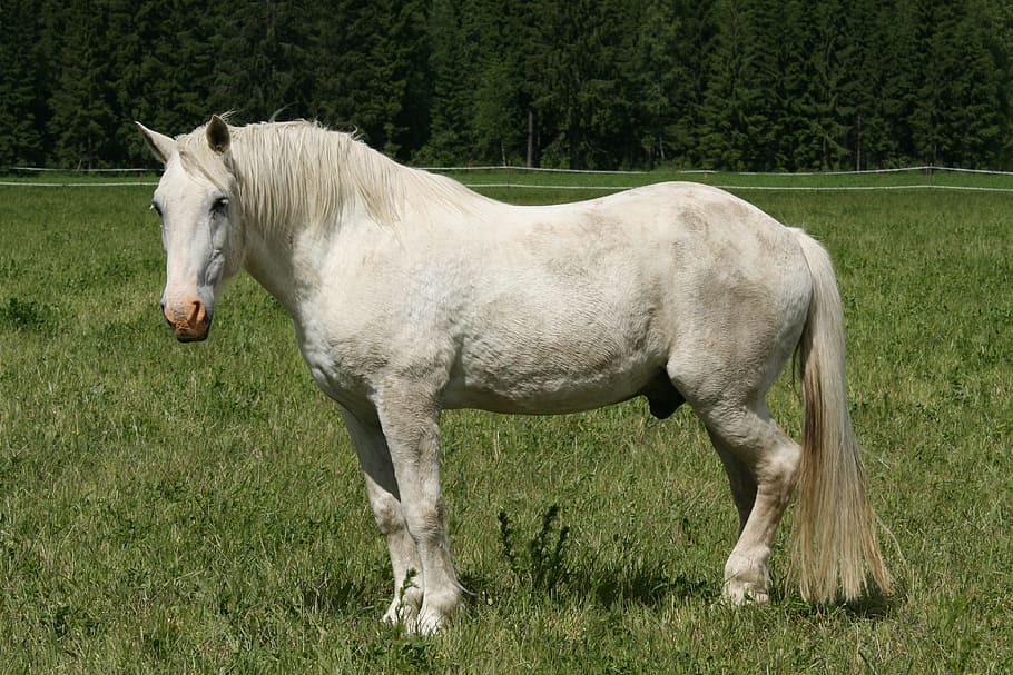 white horse standing in middle of green grass field, summer, horse feed