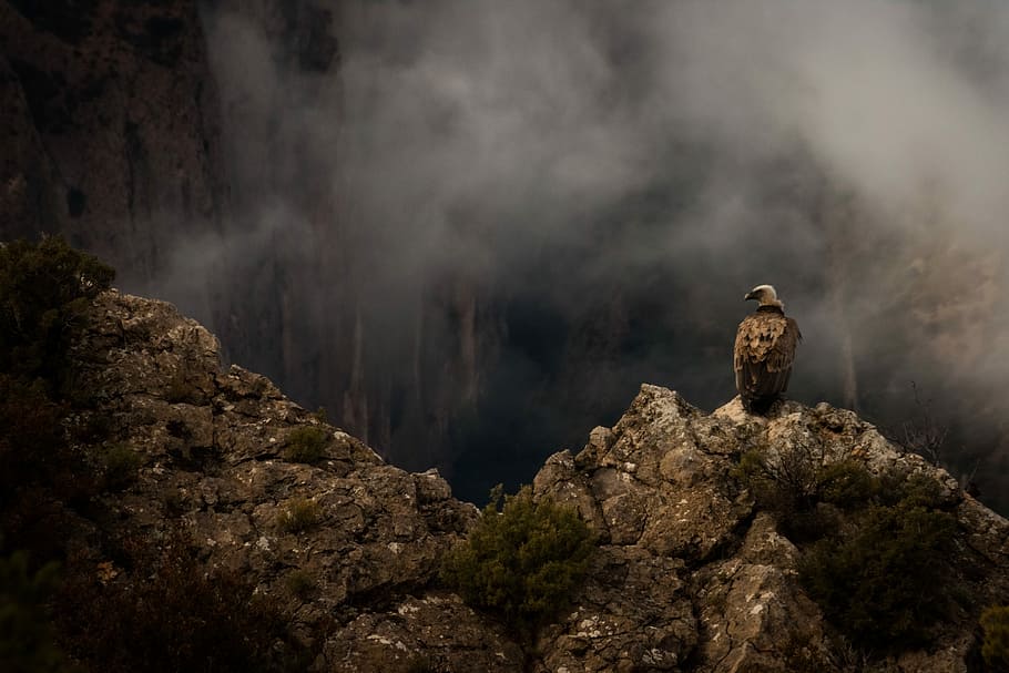 short-beaked brown bird perched on rock formation, eagle standing on gray rock formation at daytime HD wallpaper