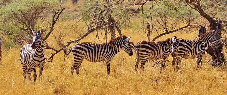 four zebras on grass field, animal, mammal, africa, safari, serengeti, HD wallpaper