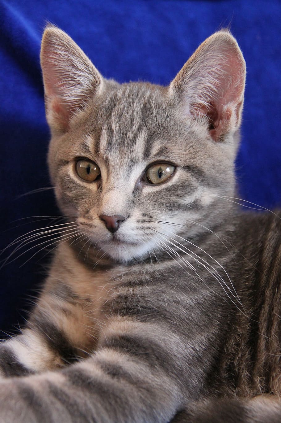cat, kitten, pets, animals, cats, striped cat, enjoy, cute HD wallpaper