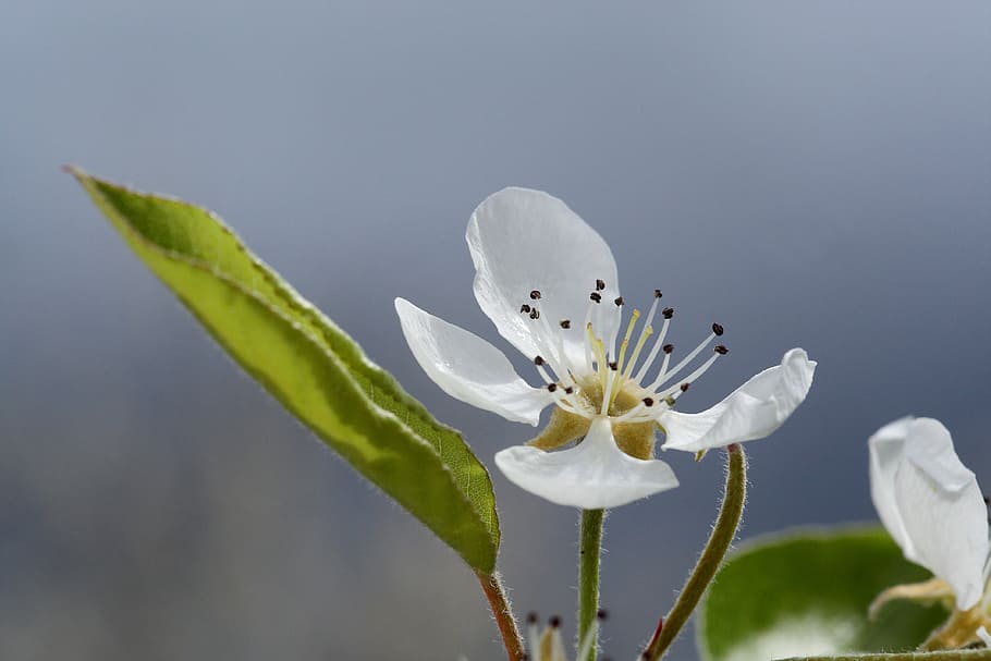 spring, flower, apple, flowering plant, beauty in nature, freshness HD wallpaper