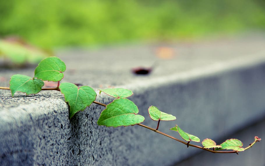 macro photography of green leafed plant on gray concrete surface HD wallpaper
