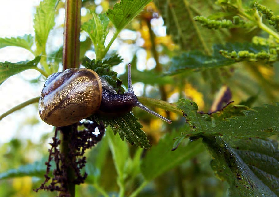 snail, conch, nettle, macro, nature, mollusk, invertebrate HD wallpaper