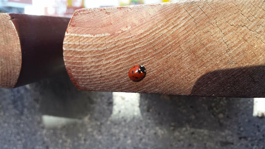 ladybug, insect, november, sun, city, tree, concrete, nature HD wallpaper
