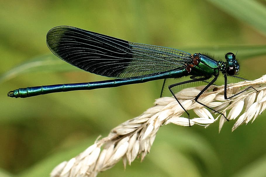 black and teal dragonfly, green dragonfly, bug, wings, wheat HD wallpaper