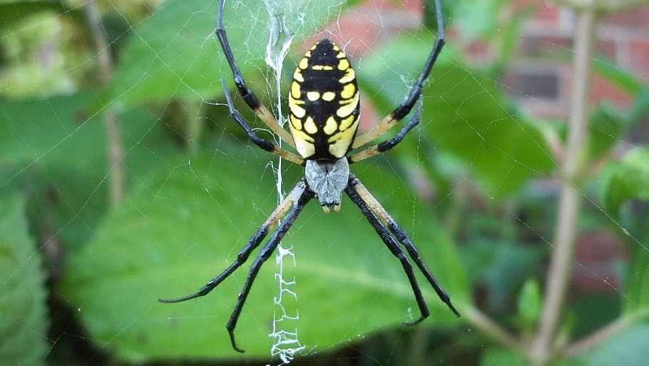 spider, green, nature, web, insect, outdoor, garden, animal HD wallpaper