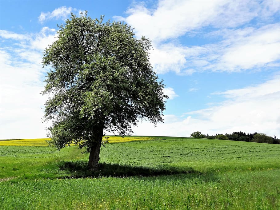tree, nature, landscape, field, agriculture, rural scene, grass HD wallpaper