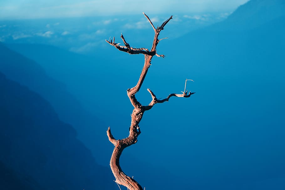 bird's eye view photography of bare tree, bare tree branch, moutains HD wallpaper