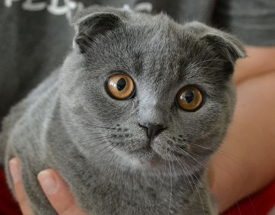 gray cat, Kitten, Pet, Cute, Sweet, mieze, adidas, young cat HD wallpaper
