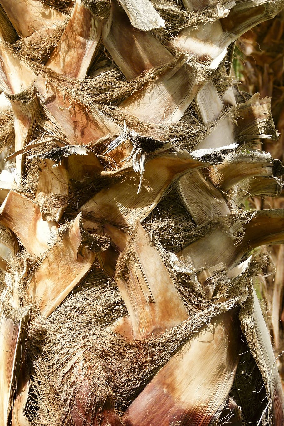 palm, bark, palm tree, desert, nature, leaves, natural, plant HD wallpaper