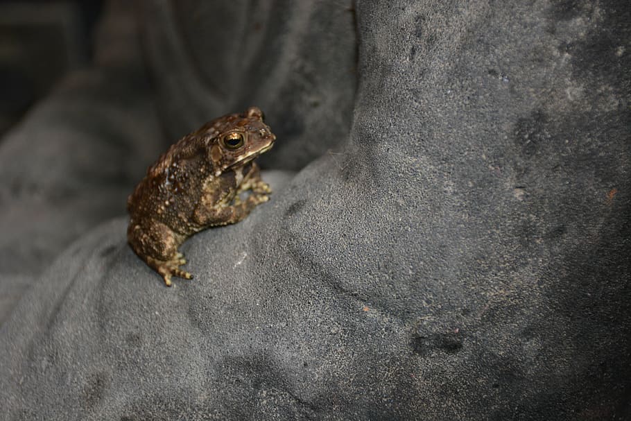 frog, nature, animal, amphibian, wildlife, toad, close-up, animal themes HD wallpaper