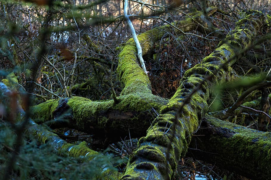 into the wild tree mangroves, tree root, moss, overgrown, green HD wallpaper