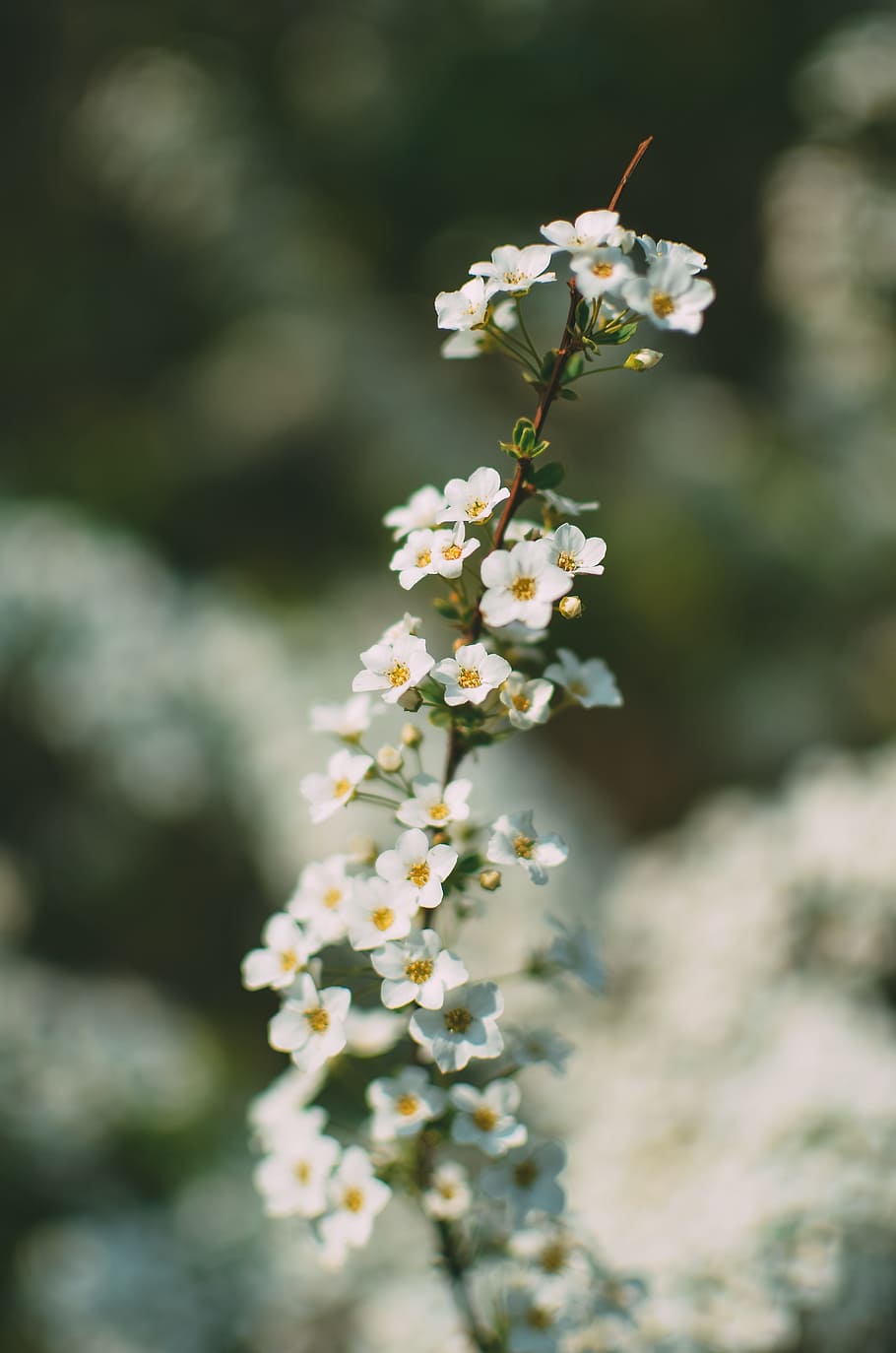 shallow focus photography of white flowers, white 5-petaled flwoer HD wallpaper