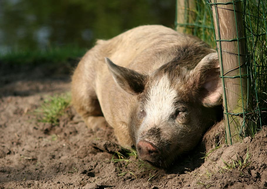 brown wild pig lying beside green net, sow, happy pig, earth