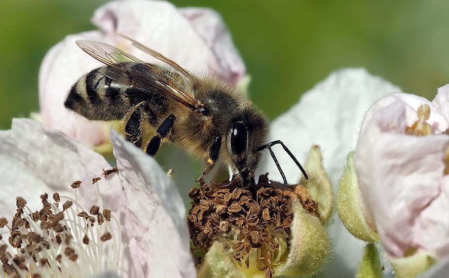 insect, plant, nature, animal themes, animal wildlife, invertebrate HD wallpaper
