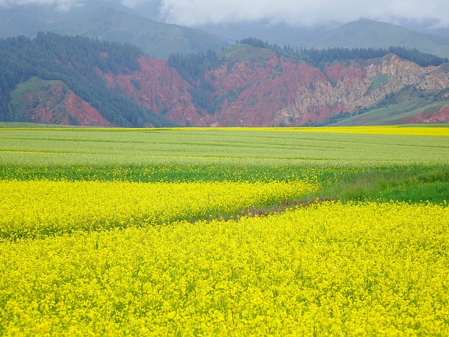 Fields range. Цветочное поле. Поля рапса в Китае. Рапс созревший. Поле канолы.