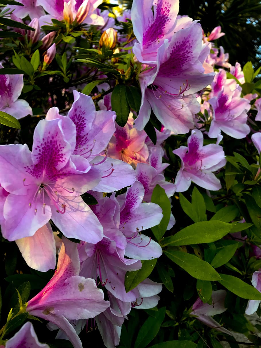 azalea, blooms, bush, flower, flowering plant, fragility, vulnerability HD wallpaper