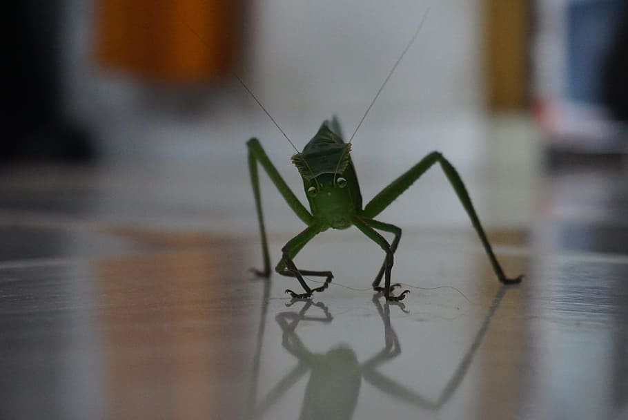 nature, insect, bug, animal themes, one animal, invertebrate HD wallpaper