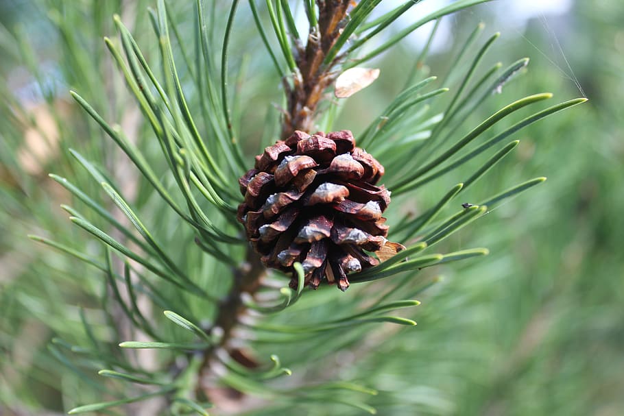 Green, Pine, Pine, Cones, Forest, Branch, evergreen tree, needles HD wallpaper