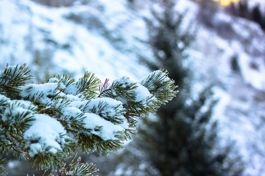 winter, snow, pine, tree, leann, spruce, nature, coniferous tree HD wallpaper