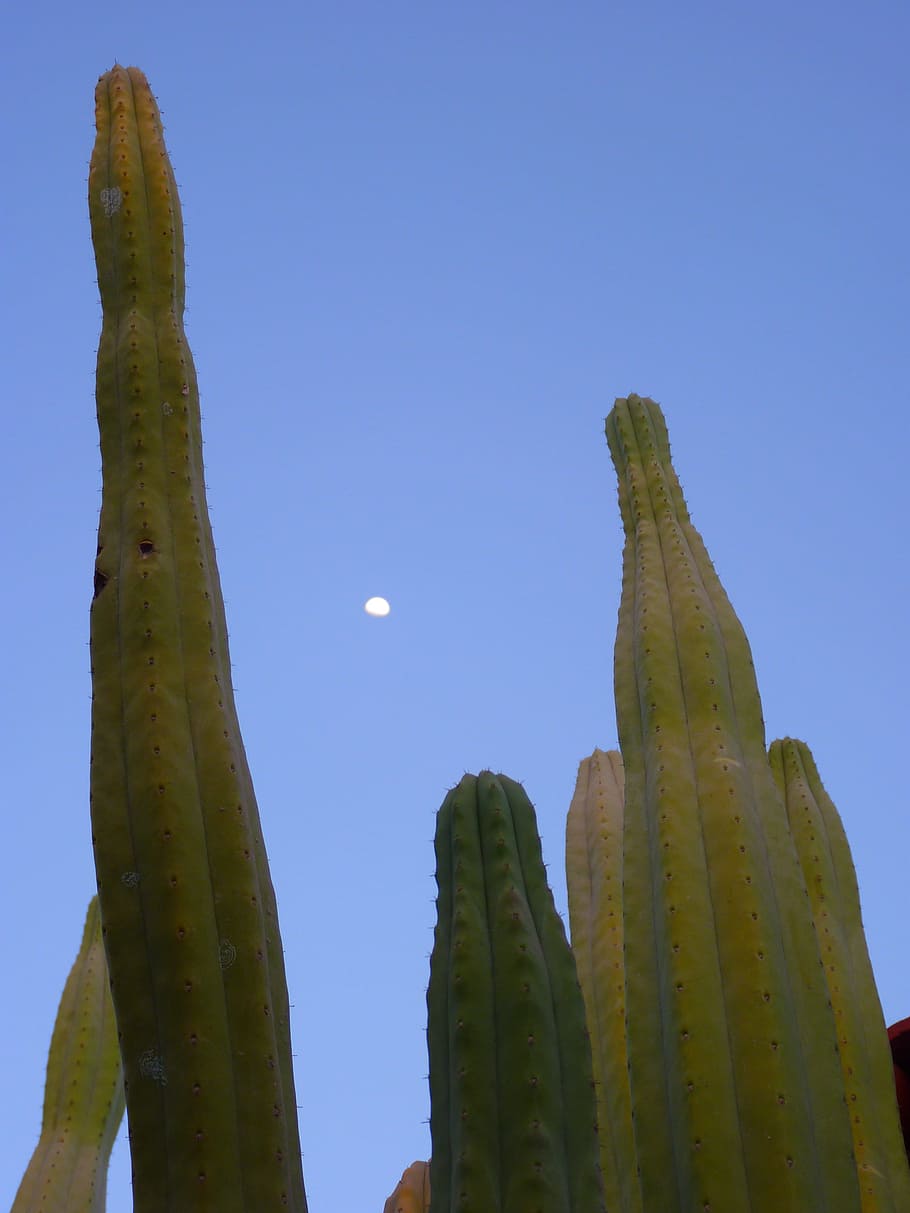 Cactus, Plant, Spur, Moon, growth, no people, nature, green color HD wallpaper