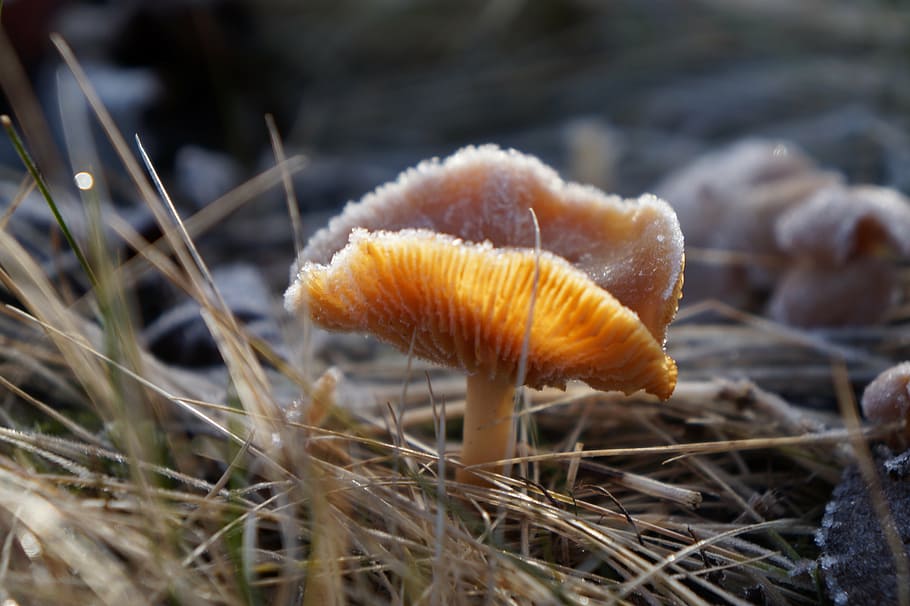 natural, sponge, forest, forest floor, mushroom, plant, growth HD wallpaper