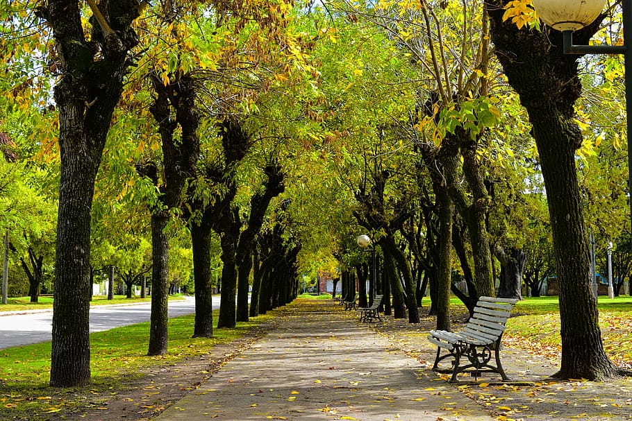 empty bench near trees on sidewalk, nature, leaf, park, wood HD wallpaper