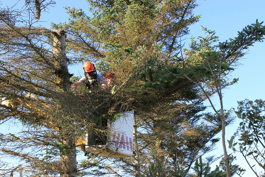 Tree Surgery, Cutting Trees, cherry picker, chainsaw, tree felling HD wallpaper