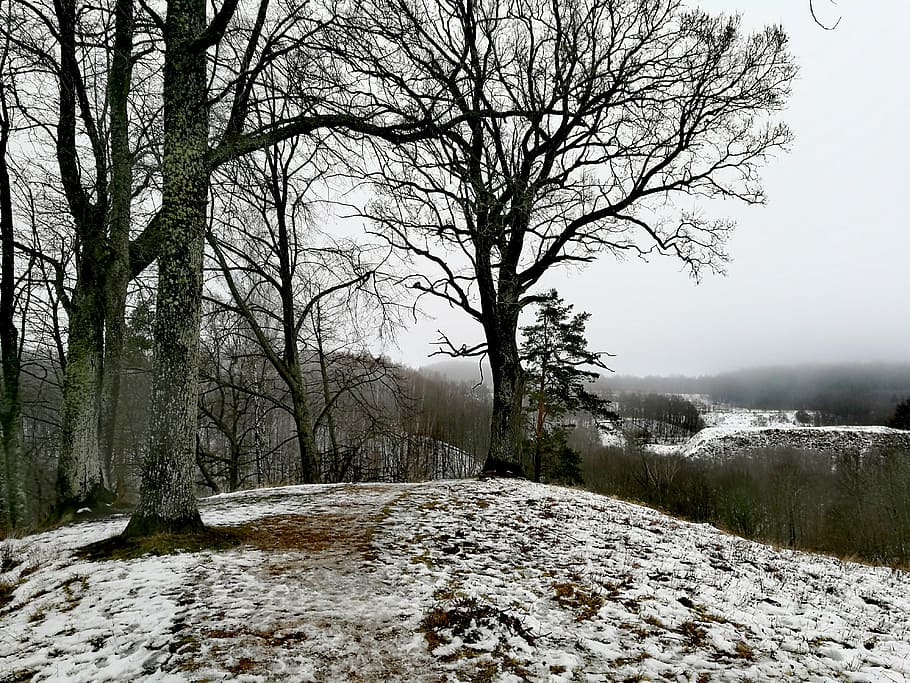 nature, snow, trees, cold temperature, winter, plant, tranquility HD wallpaper