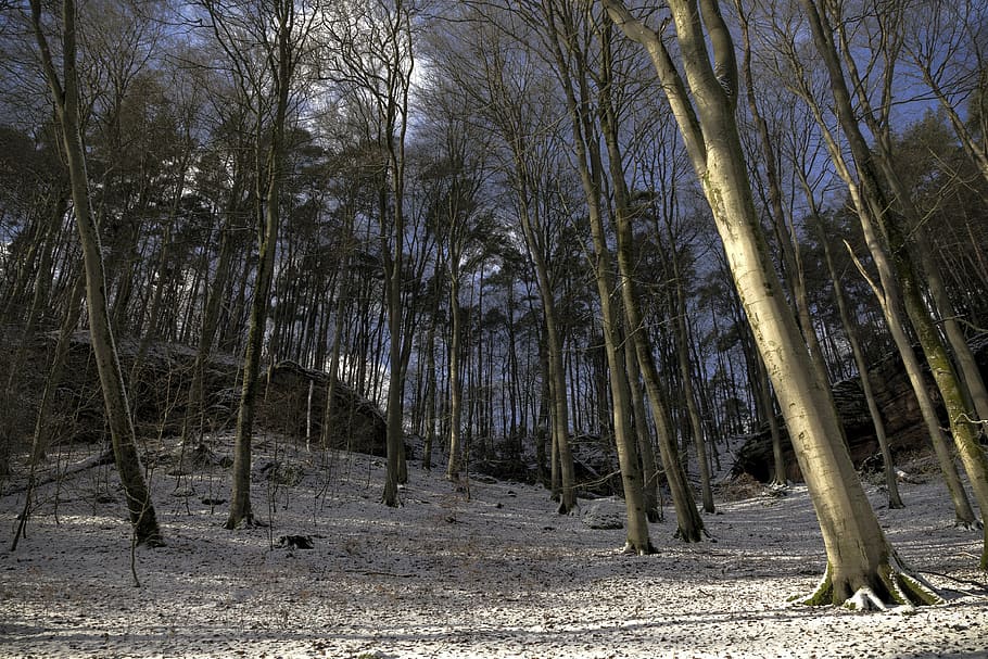 eifel, eifelsteig, winter, landscape, gorge, trees, hdr, plant HD wallpaper
