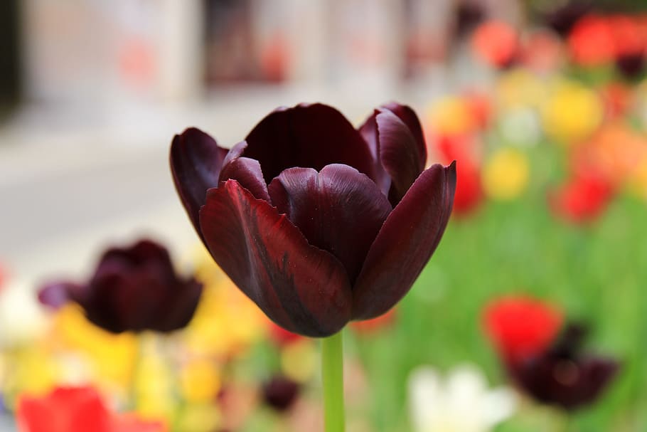 Tulip, Flower, Sprint, Application, backdrop, brown, black HD wallpaper