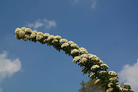 bride spiere, engine, flowers, white, bush, ornamental shrub HD wallpaper