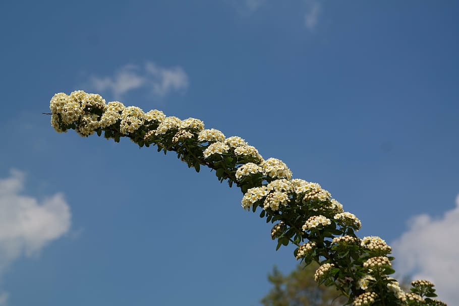 bride spiere, engine, flowers, white, bush, ornamental shrub HD wallpaper