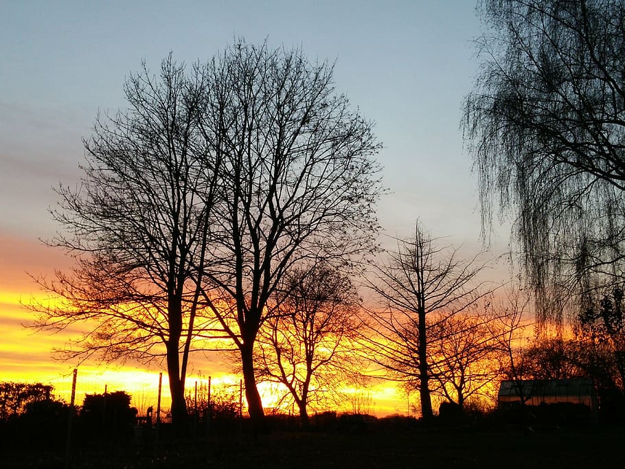 sunset, tree, abendstimmung, sky, silhouette, bare tree, orange color HD wallpaper