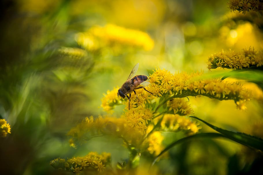 bee, macro, flower, summer, pollen, garden, honey, flying insect HD wallpaper