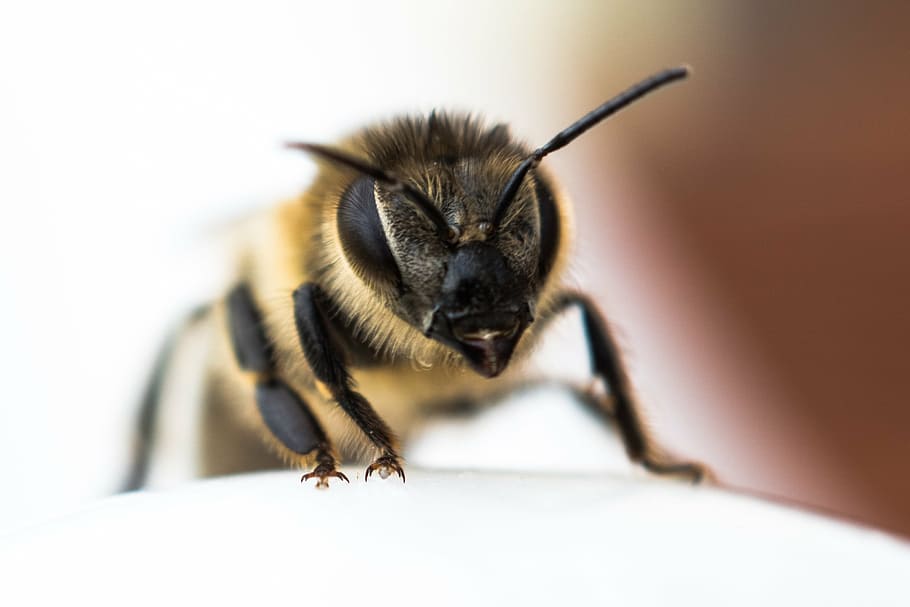 bee, close, insect, nature, macro, close-up, animal, pollen HD wallpaper