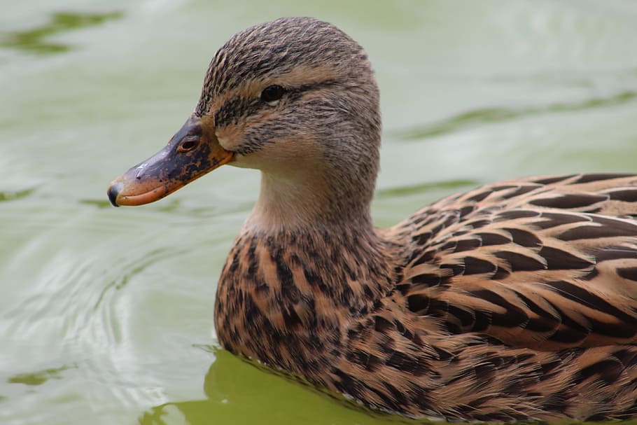 closeup photo of female mallard duck on water, bird, wildlife HD wallpaper