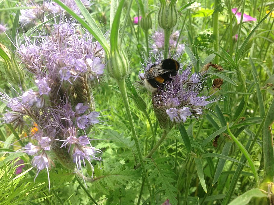 bumblebee, garden, bug, flowers, spring, summer, nature, plant HD wallpaper